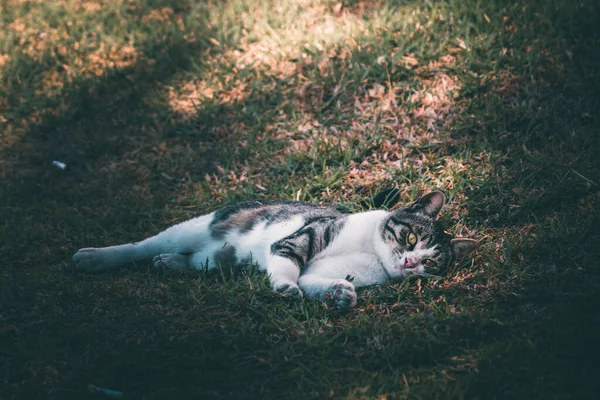 Niedliche Katze Spielt Auf Dem Rasen — Stockfoto