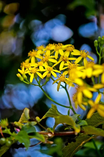 Желтые Цветы Саду Крупным Планом — стоковое фото