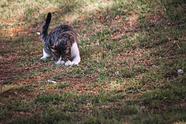 Şirin Kedi Çimenlerde Oynuyor — Stok fotoğraf