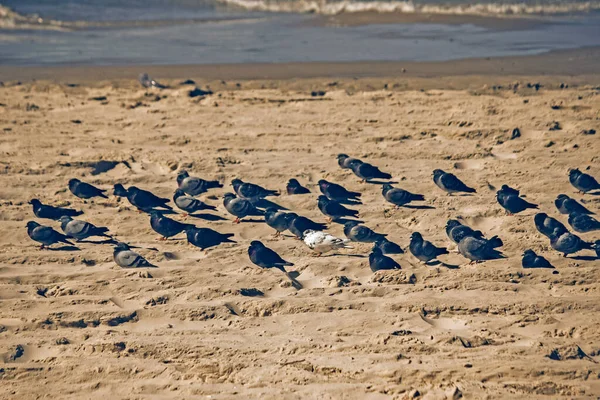 Γλάροι Αμμώδη Παραλία Κοντινό Πλάνο — Φωτογραφία Αρχείου
