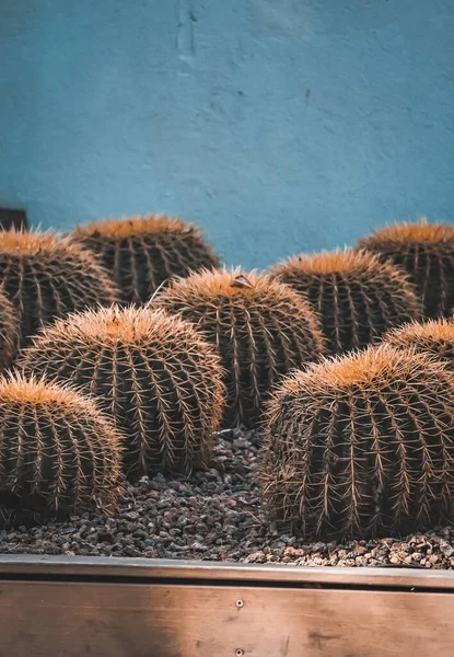 Vista Cerca Los Cactus Jardín —  Fotos de Stock