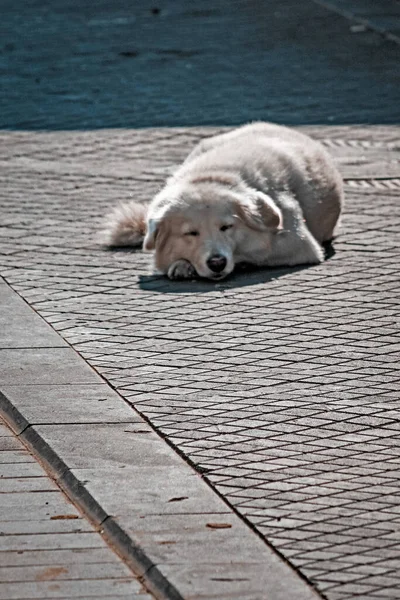 Netter Hund Schläft Auf Straße Der Stadt — Stockfoto