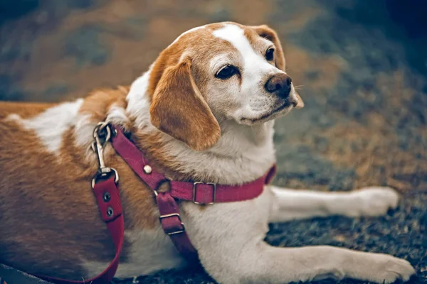 Собака Прогулянці Парку — стокове фото
