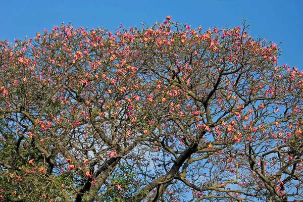Krásné Květiny Stromech Zahradě — Stock fotografie