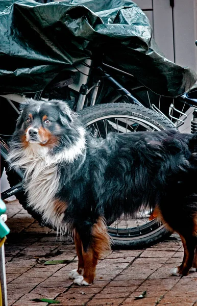 Собака Вулиці Місті — стокове фото