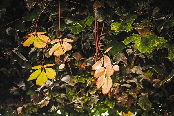 Sonbahar Yaprakları Sonbahar Bitkileri — Stok fotoğraf