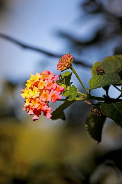 美しい植物画 自然壁紙 — ストック写真