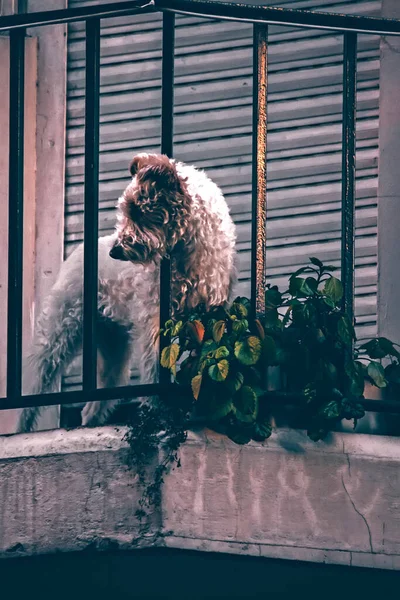 Собака Саду — стокове фото