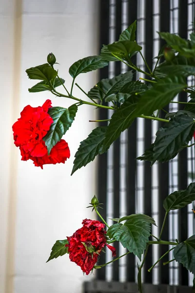赤い花と植物の背景 — ストック写真