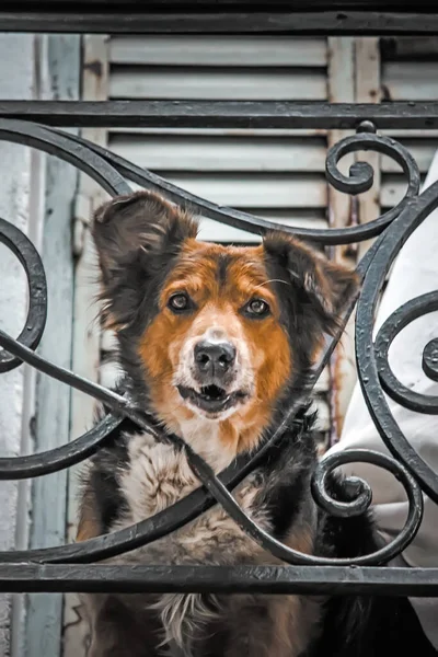 Kutya Városban — Stock Fotó
