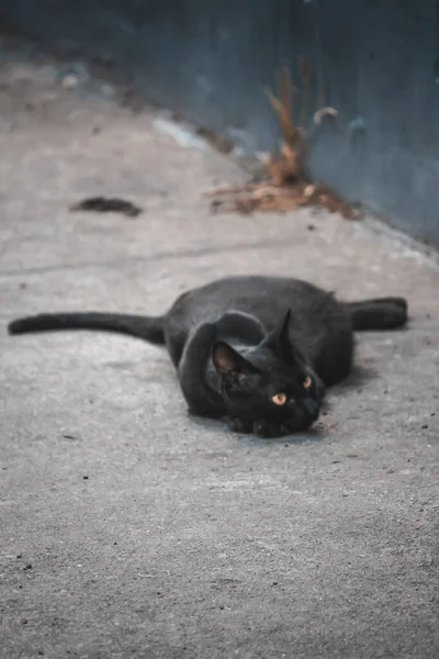 Чёрный Кот Сидит Земле — стоковое фото