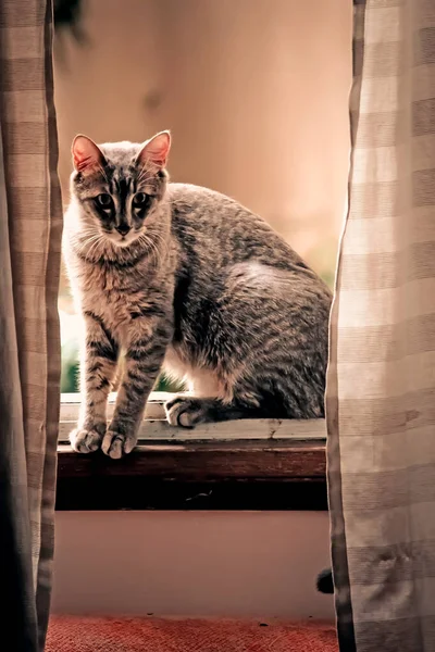 Gato Janela — Fotografia de Stock