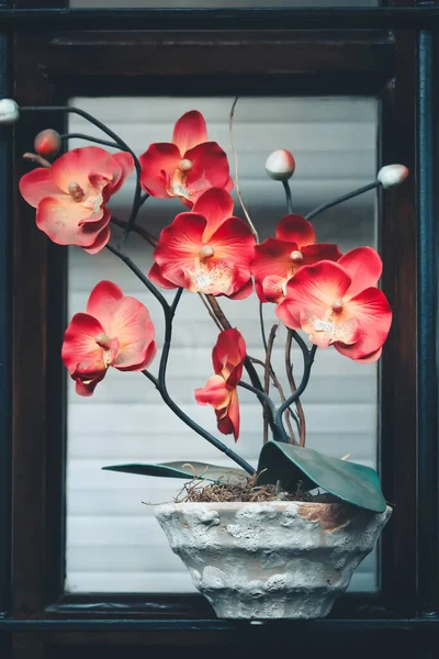 Kırmızı Çiçekler Bitkiler — Stok fotoğraf