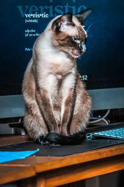 Katze Sitzt Neben Computer — Stockfoto