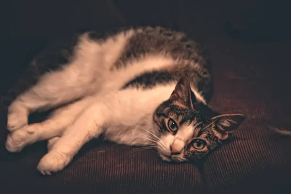 Roztomilá Kočka Gauči — Stock fotografie
