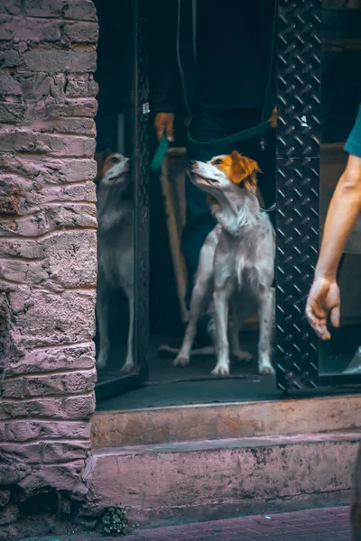 dog in the street