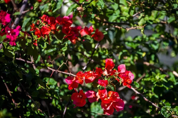 Red Flowers Plants Background — Stok fotoğraf