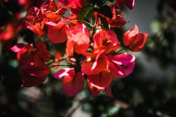 Фон Червоних Квітів Рослин — стокове фото