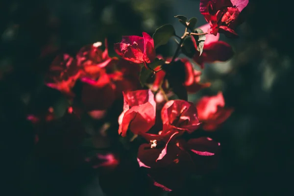 Фон Червоних Квітів Рослин — стокове фото