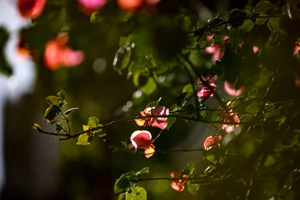 Red Flowers Plants Background — Zdjęcie stockowe