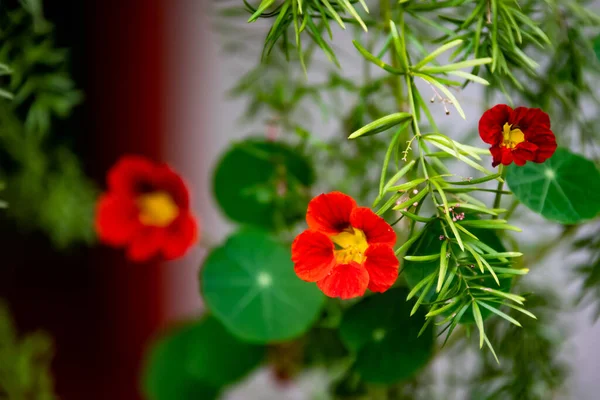 Red Flowers Plants Background — Foto de Stock