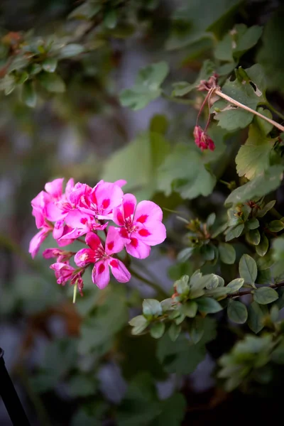 Pembe Çiçekler Yeşillik Arka Planı — Stok fotoğraf