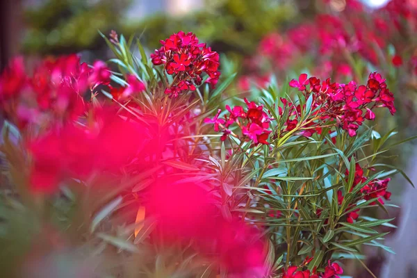 Fondo Flores Plantas Rojas — Foto de Stock