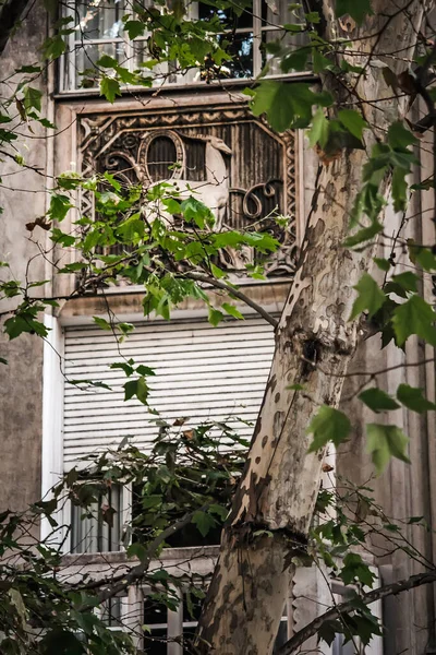Close Shot Detail Antique Building Green Tree — Photo