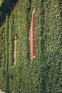 Ivy ile kaplı tuğla duvar eski