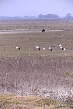 Kenya savanasında bir kuş sürüsü