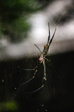 Örümcek ağda çiğ damlalarıyla