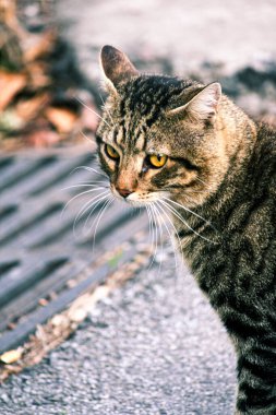 Kedi sokakta oturuyor.