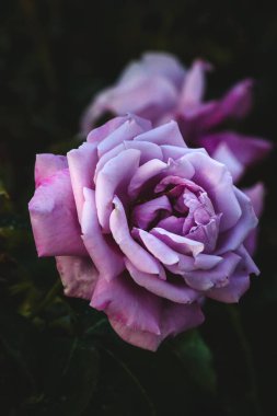 güzel pembe güller yakın çekim