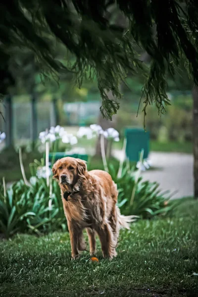 通りに犬 ペットのコンセプト — ストック写真