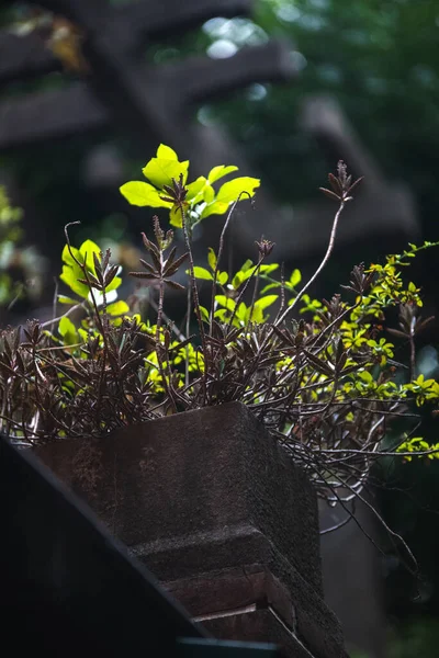 Topfpflanze Auf Der Fensterbank — Stockfoto