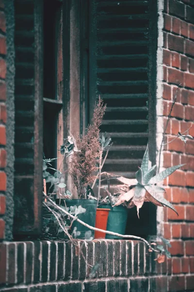 窓辺に鉢植え — ストック写真