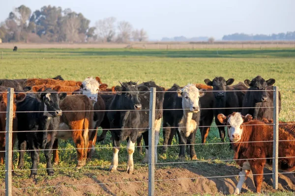 Krowy Pastwiskach Gospodarstwie — Zdjęcie stockowe