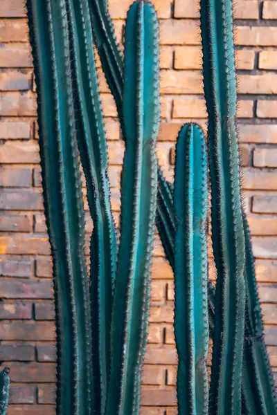 Cactus Sobre Fondo Pared Ladrillo —  Fotos de Stock