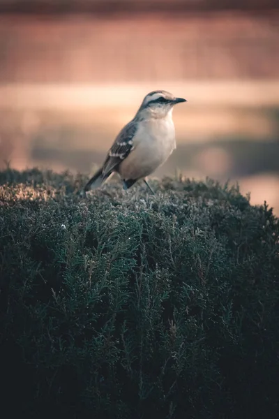 Vogel Auf Dem Hintergrund Der Natur — Stockfoto