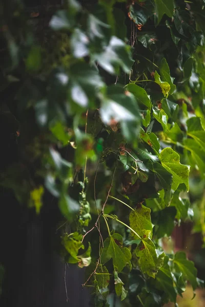 Grüne Efeublätter Garten — Stockfoto