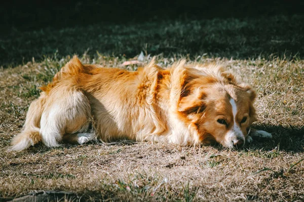 Hund Liggande Ängen — Stockfoto