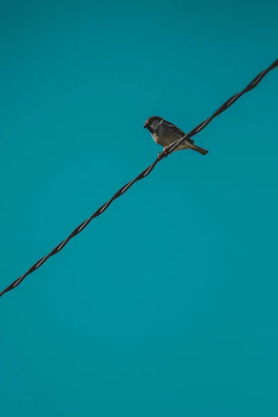 Sparrow Sitting Wire Sky — Stock Photo, Image