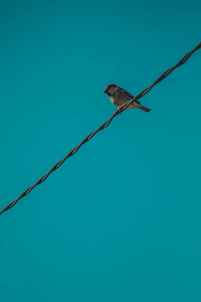 Passero Seduto Filo Contro Cielo — Foto Stock