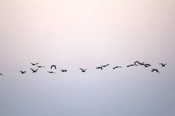 Flock Fåglar Himlen — Stockfoto