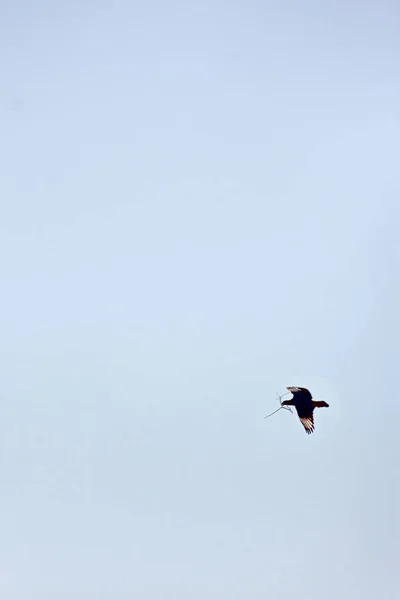 Den Vackra Fågeln Himlen — Stockfoto
