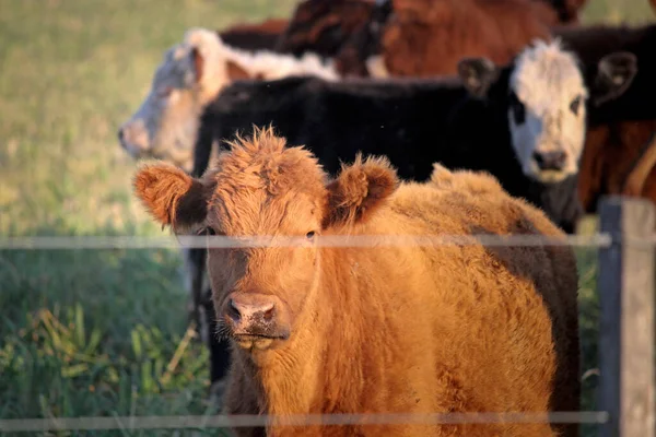 Krowy Pastwiskach Gospodarstwie — Zdjęcie stockowe