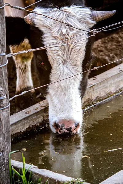 Porträt Einer Kuh Auf Einem Bauernhof Mit Wasser — Stockfoto