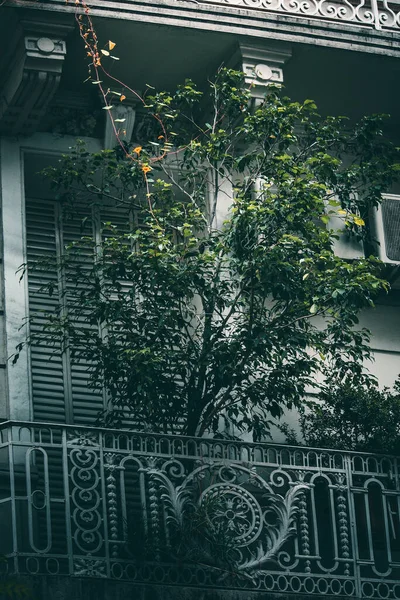 Tree Balcony Building — Stock Photo, Image