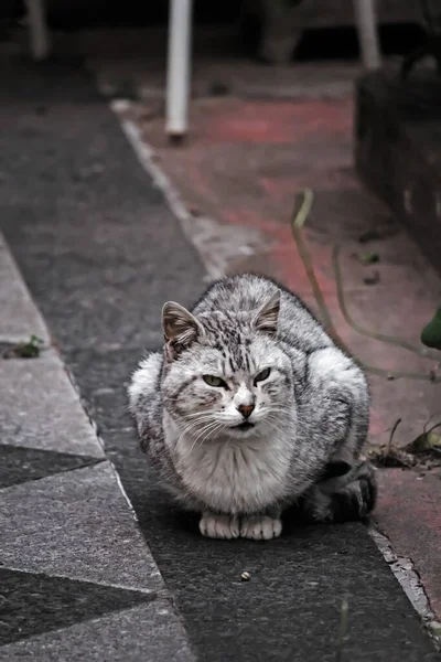 Кошка Сидит Улице — стоковое фото