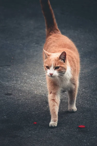 Rode Kat Straat — Stockfoto